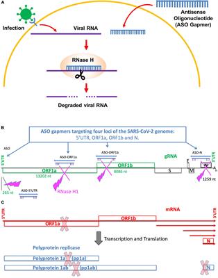 Antisense oligonucleotides targeting ORF1b block replication of severe acute respiratory syndrome coronavirus 2 (SARS-CoV-2)